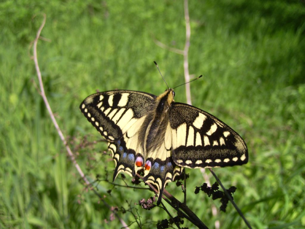 Farfalle (alcune da ID)
